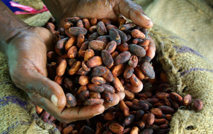 Cocoa in West Africa