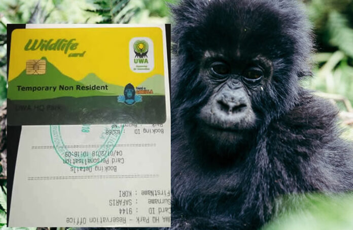 Gorilla Permit in Africa