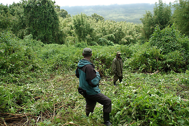 Rwanda Gorilla Guides