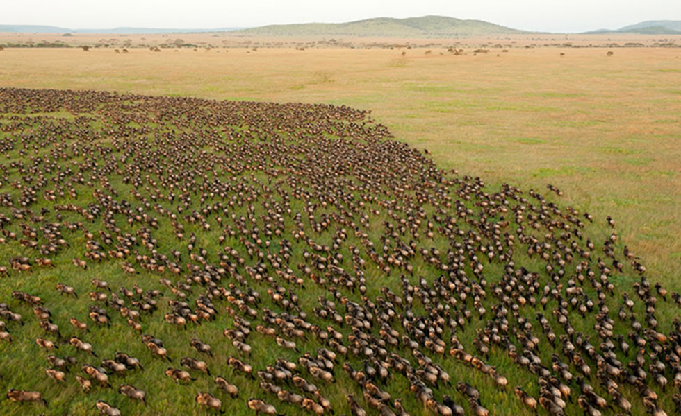 Wildebeest Migration